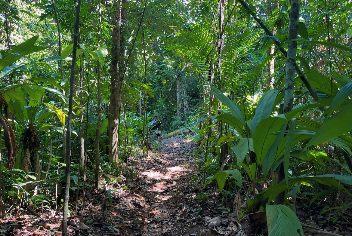 JUNGLE DREAMS FARM: WHERE NATURE MEETS SERENITY – 20 ACRES